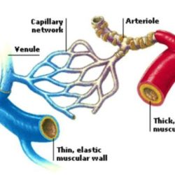 Heart function veins arteries capillaries structure pdhpe blood system main around circulatory body through hsc does movement cardiorespiratory