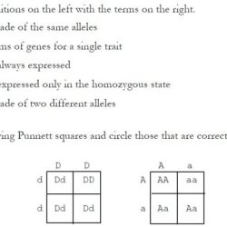 Monohybrid cross worksheet 1 answer key