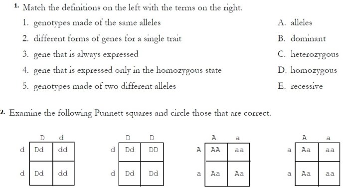 Monohybrid cross worksheet 1 answer key