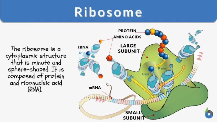 Pick up lines for ribosomes