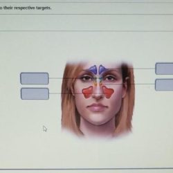 Appropriate drag labels targets respective their labeling activity chegg complete transcribed text show