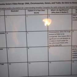 Amoeba sisters video recap answers dna chromosomes genes and traits