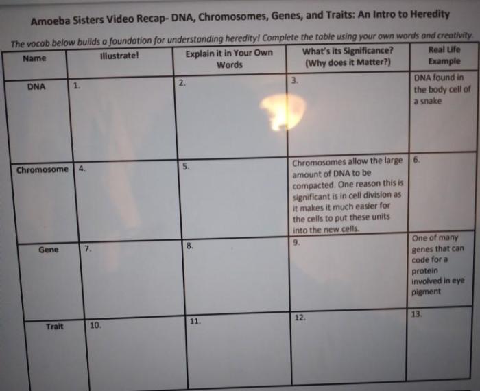 Amoeba sisters video recap answers dna chromosomes genes and traits