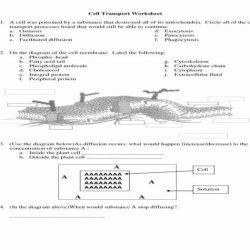 Practice types of cellular transport answer key