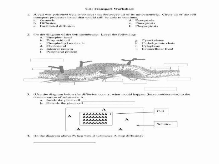 Practice types of cellular transport answer key