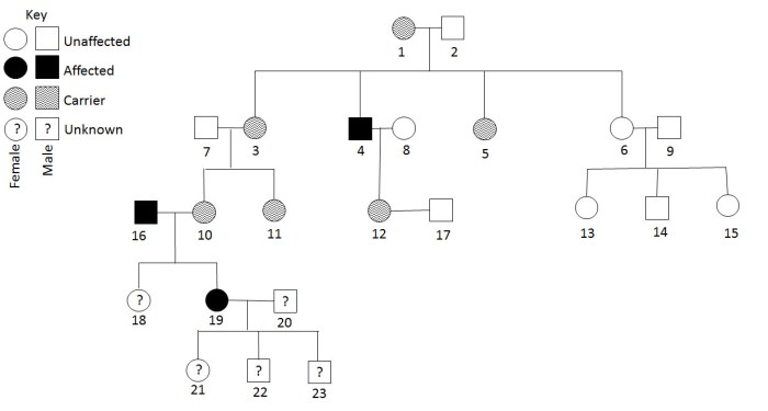 Pedigrees practice - human genetic disorders worksheet answers