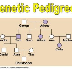 Pedigrees practice - human genetic disorders worksheet answers