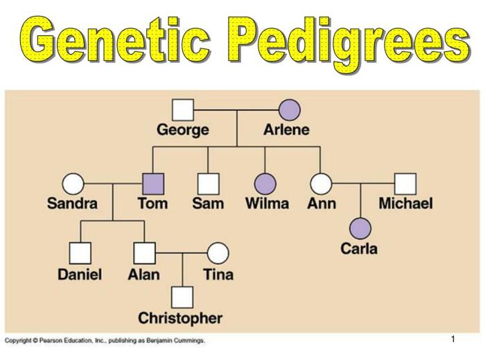 Pedigrees practice - human genetic disorders worksheet answers